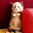 Chizhik Cat