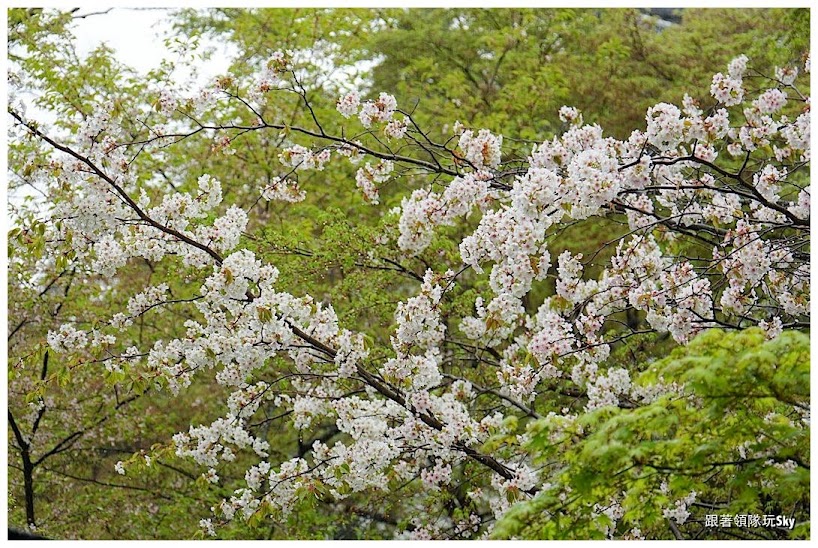 日本自由行景點推薦 – 一年四季都好看【京都大原 三千院】