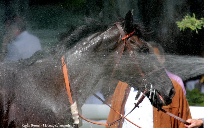 Photos Auteuil 7-06-2015 Journée Grande Course de Haies - Page 2 IMG_1654