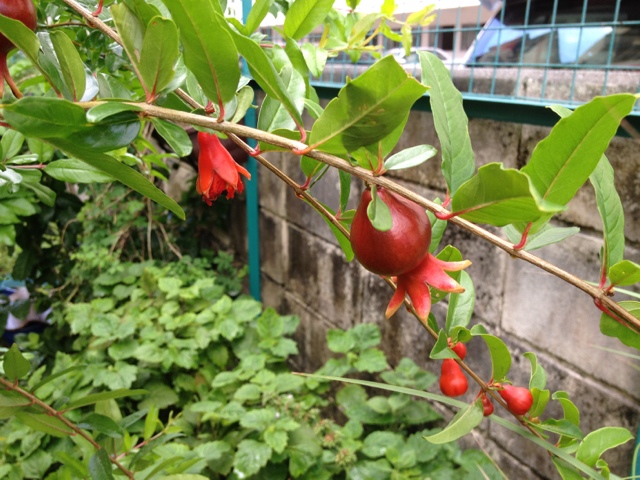 Pomegranate plant care singapore