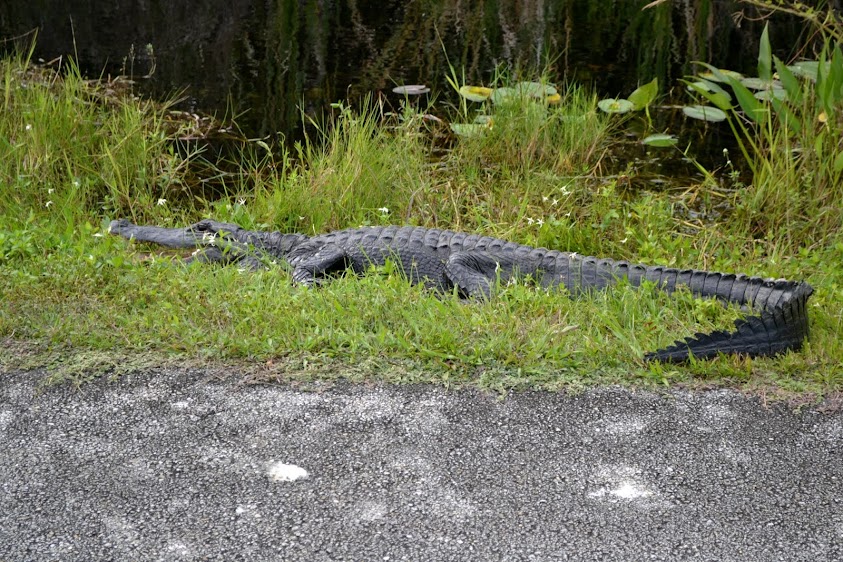 Аллигатор. Национальный парк Эверглейдс, Флорида (Everglades National Park, FL)