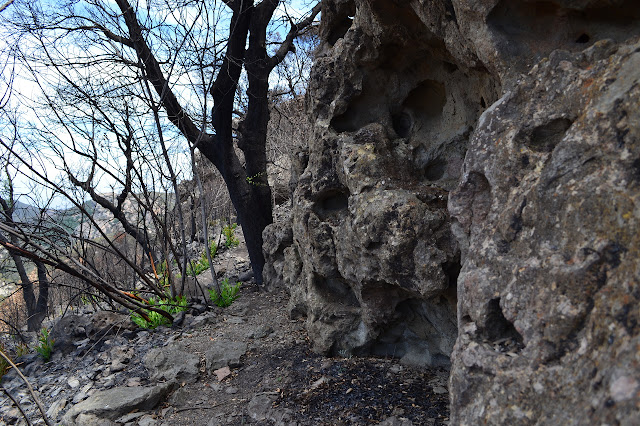 a very holed sandstone beside a singed tree