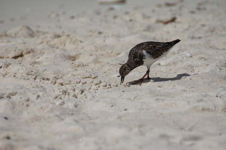 Венесуэла: не так страшен "черт" как о нем пишут