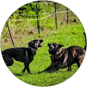 Dutch Shepherd Acres