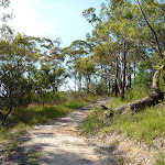 Trail at the back of Cowan (356708)