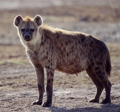 Dangerous of Wild Animals: Hyena