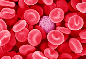 P2420396 Blood cells%252C SEM SPL Foto foto hasil scanning mikroskop elektron