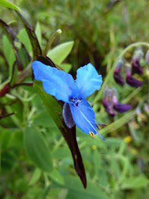 Jolie fleur bleue