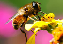 mật ong nguyên chất có màu gì