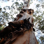 Eucalyptus Tree (54821)
