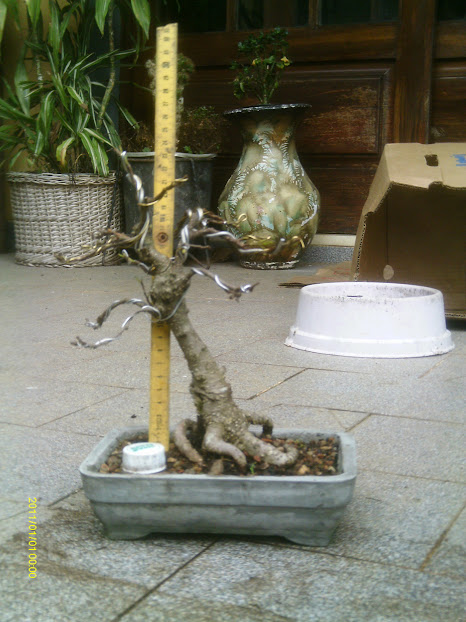 Ficus Retusa Shohin... IMAG0087