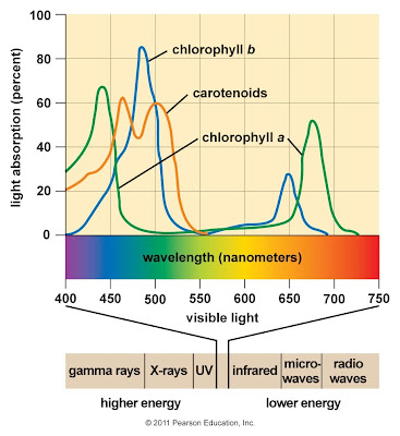 Day 11 Photosynthesis, Seaweed, Seagrass, and Mangroves - David Bird ...