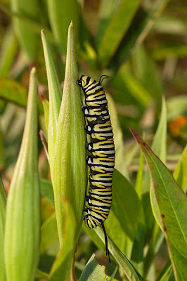 Ulat Bulu : The Monarch Caterpillar
