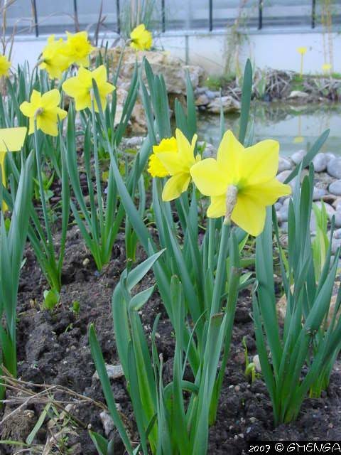 Narcissus (Narcisse)