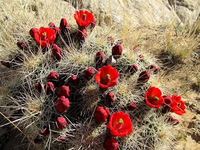 Claret Cup cactus blooms