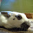 Jeni Wittrock avatar image