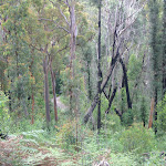 Surrounding bush- possible to see the other part of the biketrack below (25069)