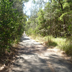 Eucalypt forests in Green Point Reserve (403021)
