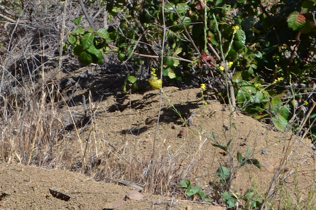 bright yellow breasted finch