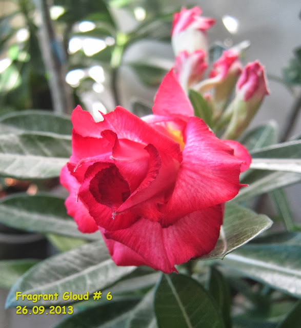 Цветоводство как болезнь. Анамнез. - Страница 6 Fragrant_Gloud%25236_01