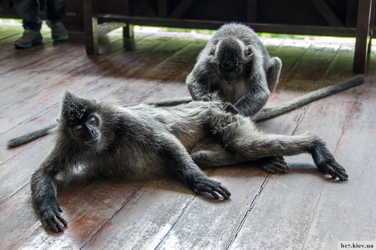 Обезьяны носачи в парке Лабук Бей на острове Борнео