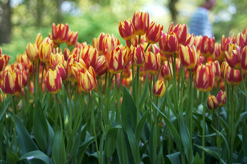 Tulip dua warna
