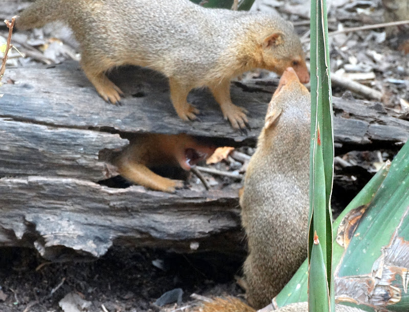 Заметки о животных. Путешествие по Кении и Танзании.