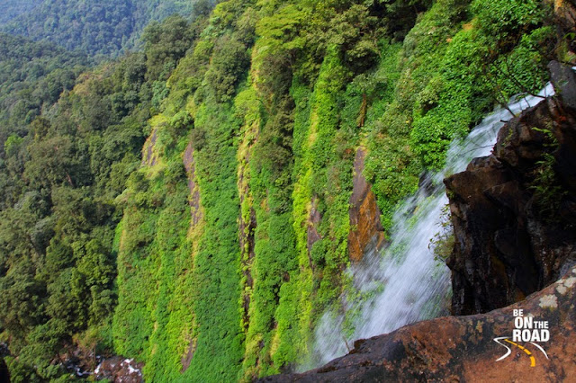 Agumbe rainforests