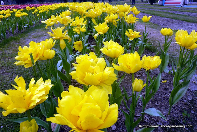 tulipa yellow hybird