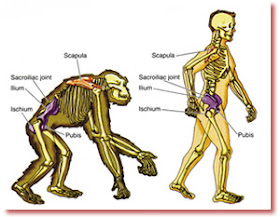 manusia lebih tegak dari simpanse