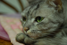 Picasa