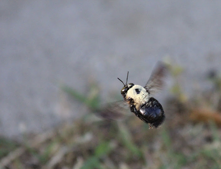 IMAGE: https://lh4.googleusercontent.com/-eA73rOSWu40/T4TgHF8EFYI/AAAAAAAACPk/DuAS62ca8Lg/s713/IMG_1050.JPG