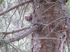 Long-tailed Weasel at Sunrise Campground, Paseo del Lobo July 13-15 (Photo by J. Davis)