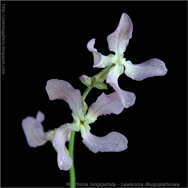 Matthiola longipetala flower - Lewkonia długopłatkowa , maciejka kwiat