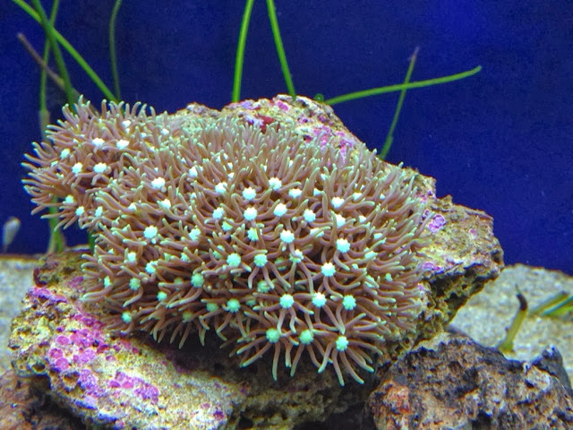 Featured image of post Coral Green Star Polyps - This slime coat can cause.
