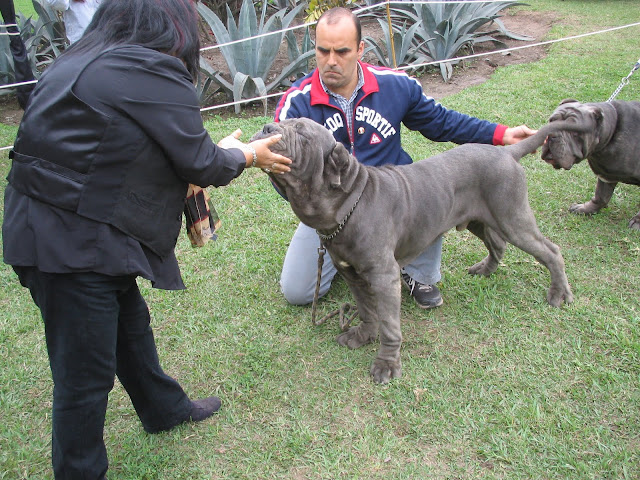 6° ESPECIALIZADA DE  EL CLUB DEL MASTINO NAPOLETANO IMG_0051