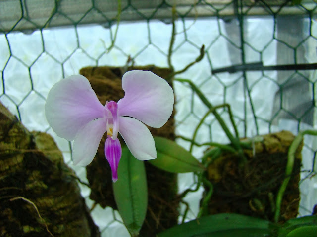 Phalaenopsis lowii DSC09846