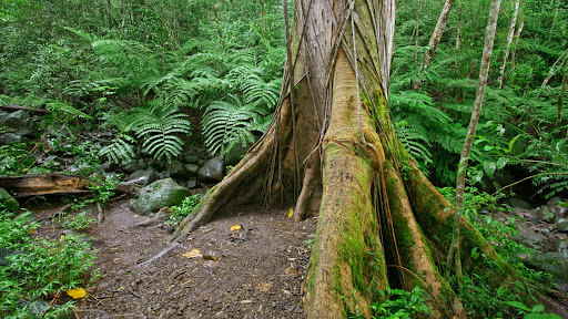 Mossy Roots, Along the Manoa Falls Trail, Oahu.jpg