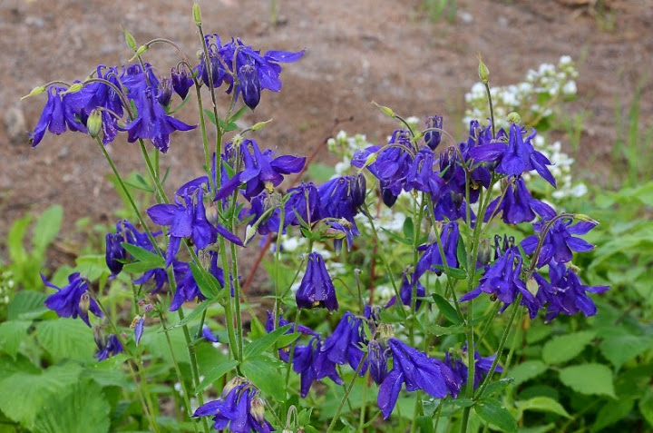 Aquilegia.jpg