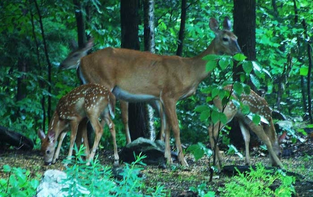 MOST BEAUTIFUL HEART TOUCHING ANIMALS WITH BABIES SHOWING BEAUTIFUL PICTURES OF GREATEST GIFT OF GOD MOTHERS LOVE
