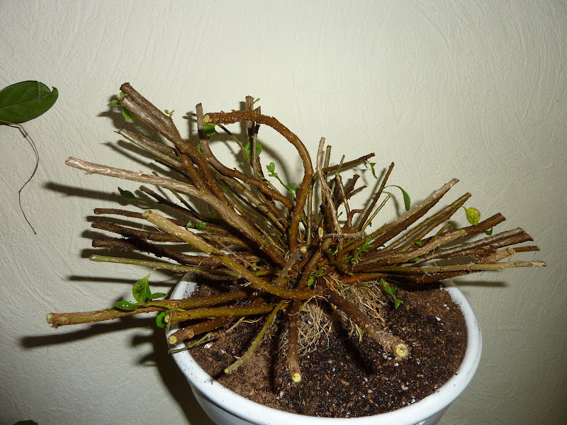 P1120835.JPG
