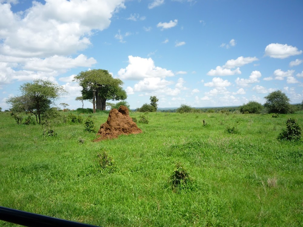Танзания:Килиманджаро (Machame), Сафари, Занзибар. Январь 2013