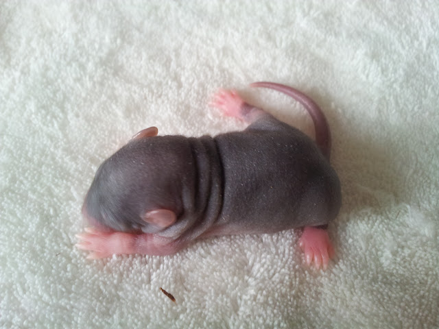 [ADOPT SUSP] PORTEE RATS NUS OU PAS, reste 6 femelles (Peach et Kojak) 20120214_151555