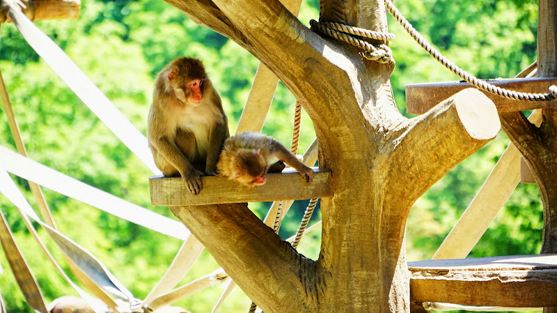 多摩動物公園 ニホンザル 写真2