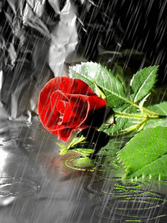 Rose on the rain download Free Animations for mobile