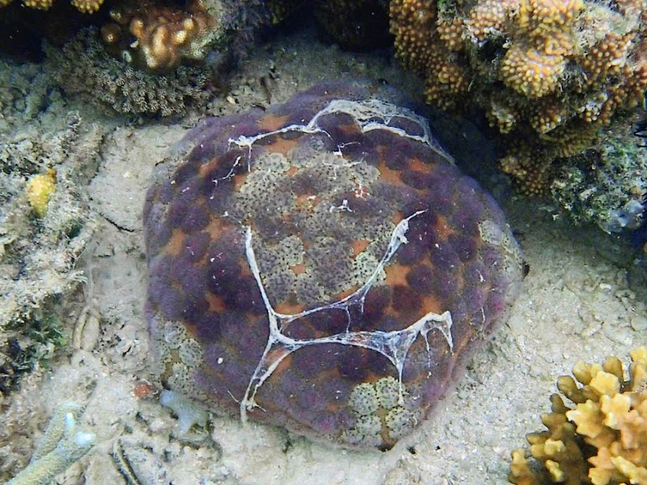 Culcita novaeguineae (Pincushion Star), Chindonan Island, Palawan. Philippines.