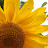 Sheila Derrington avatar image