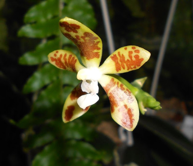 Phalaenopsis kunsteri или fuscata - Страница 2 DSCN0091