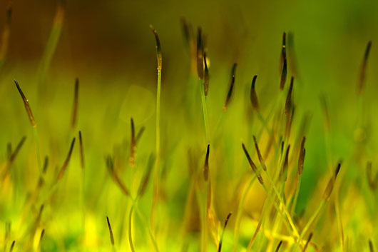 Macro Forest, de dalantech