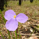 Patersonia sericea flower in the Watagans (320870)